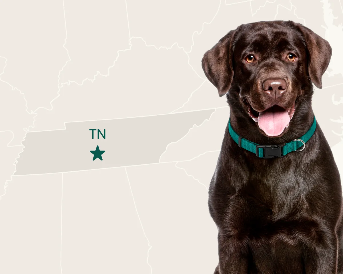 Labrador Retriever - Most popular breed in Tennessee