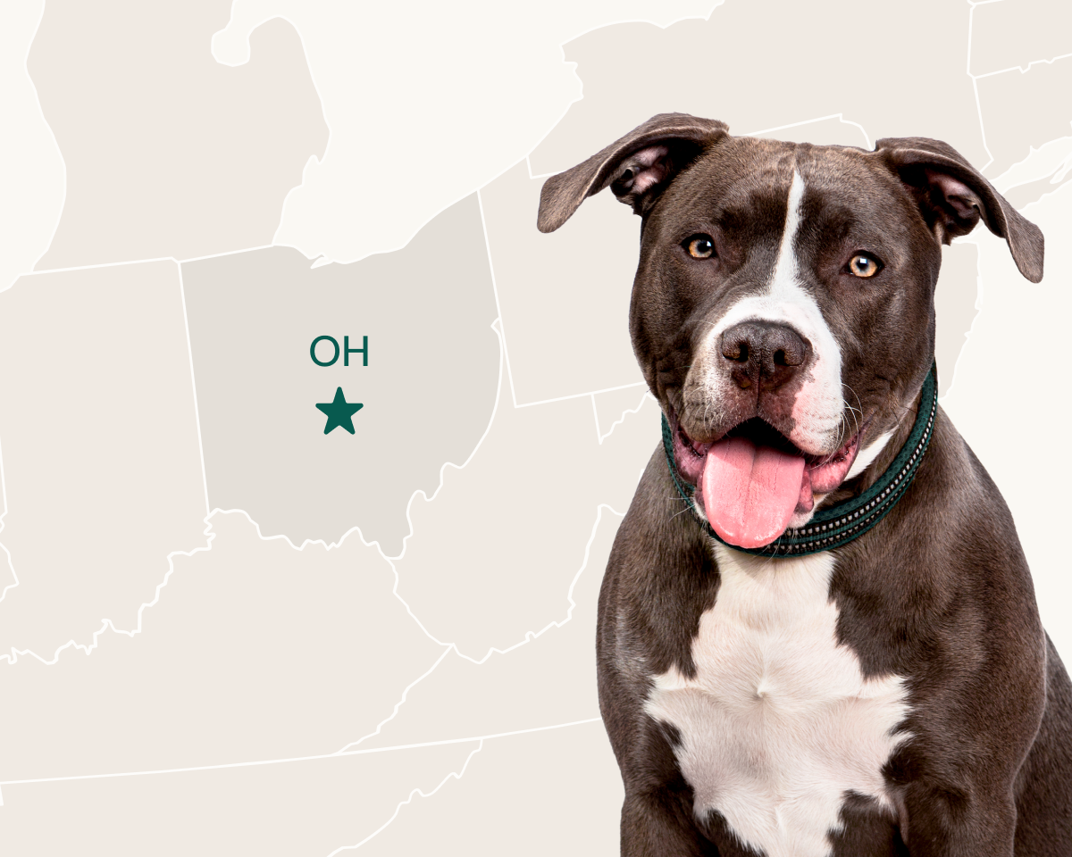 The American Pitbull Terrier is the most popular dog breed in Ohio