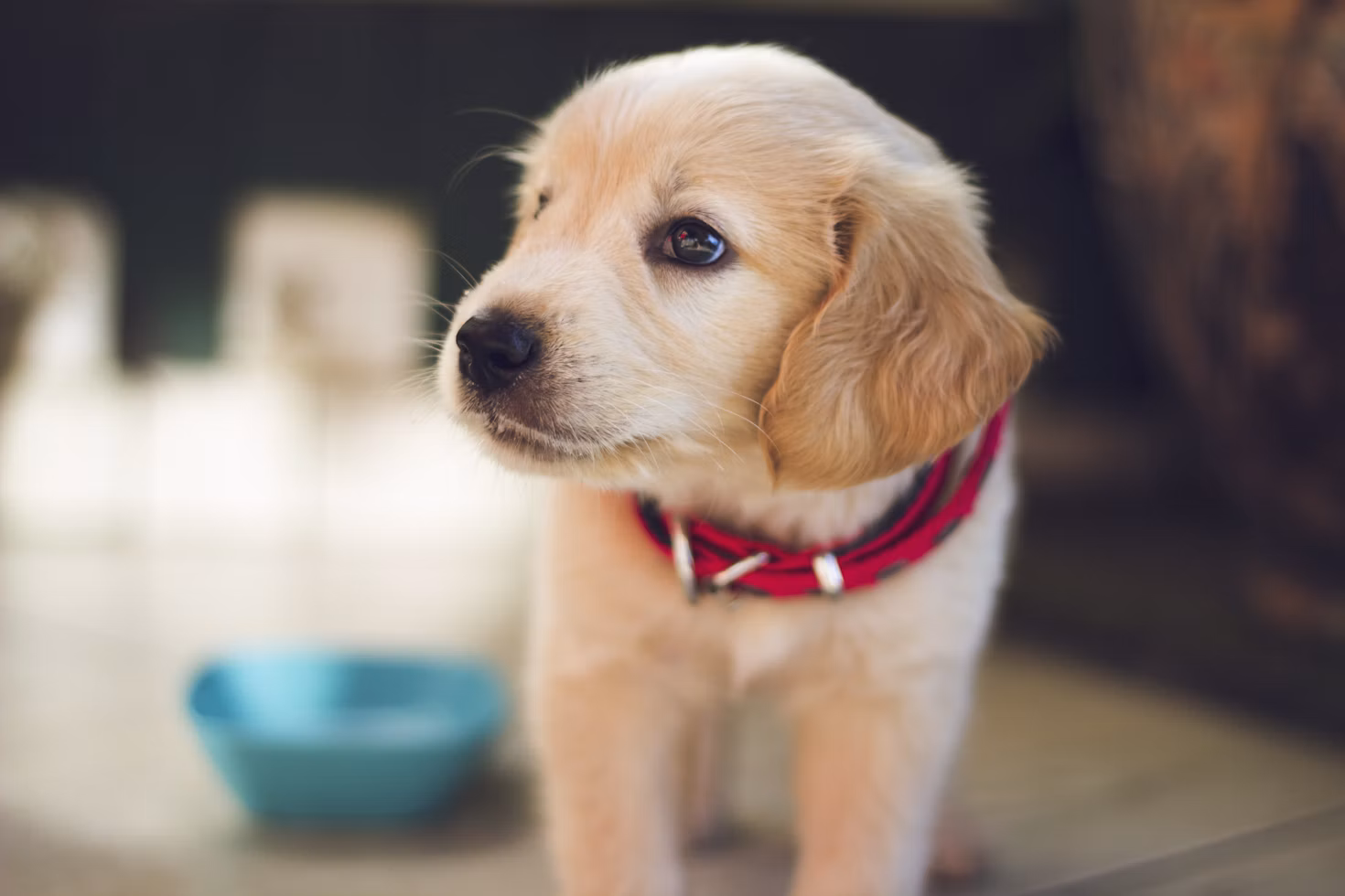 Golden puppy wearing a red collar