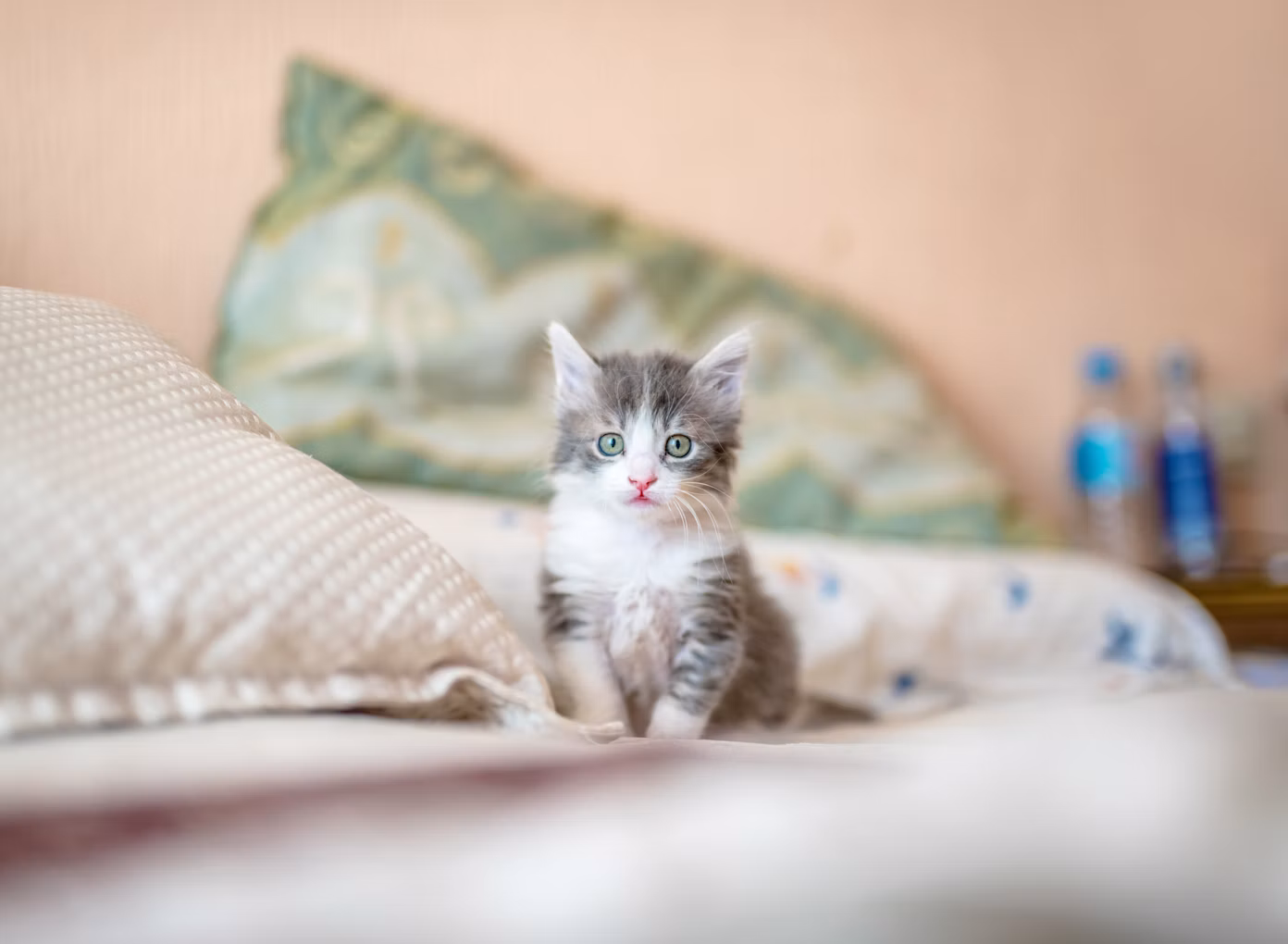 Gray kitten sitting on a bed at home