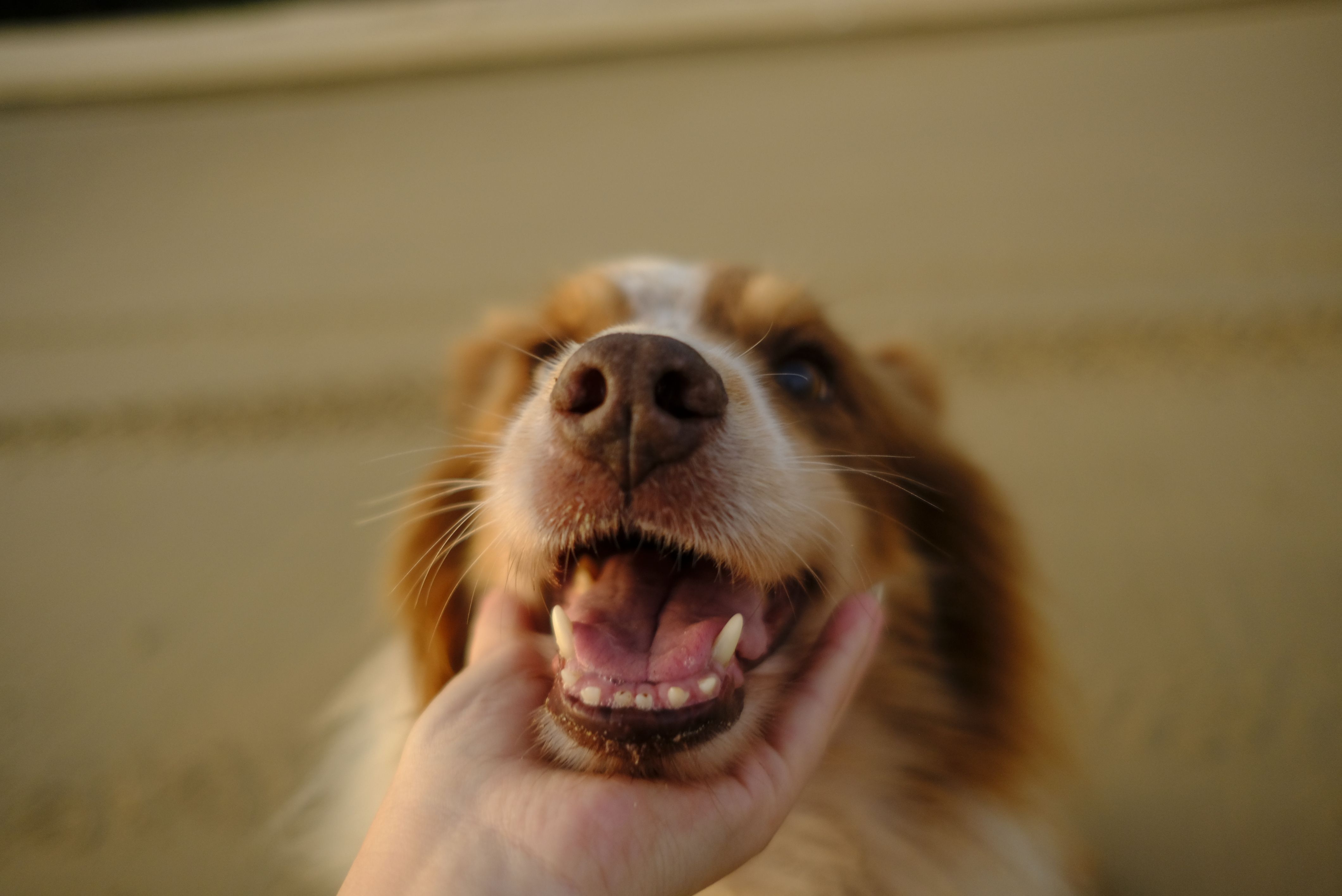 A dog smiles as its parent pets its chin