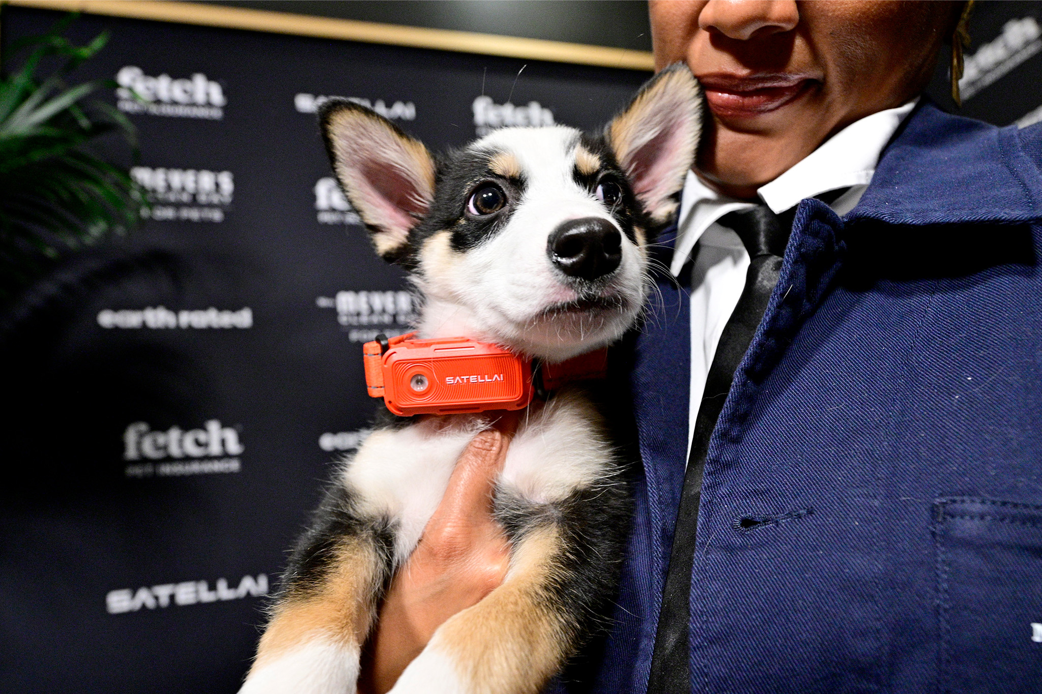Rescue Pups from North Shore Animal League America in a SATELLAI Go Collar at the 2026 Fetch Pet Gala.