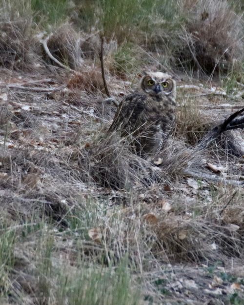 Great Horned Owl - Mama