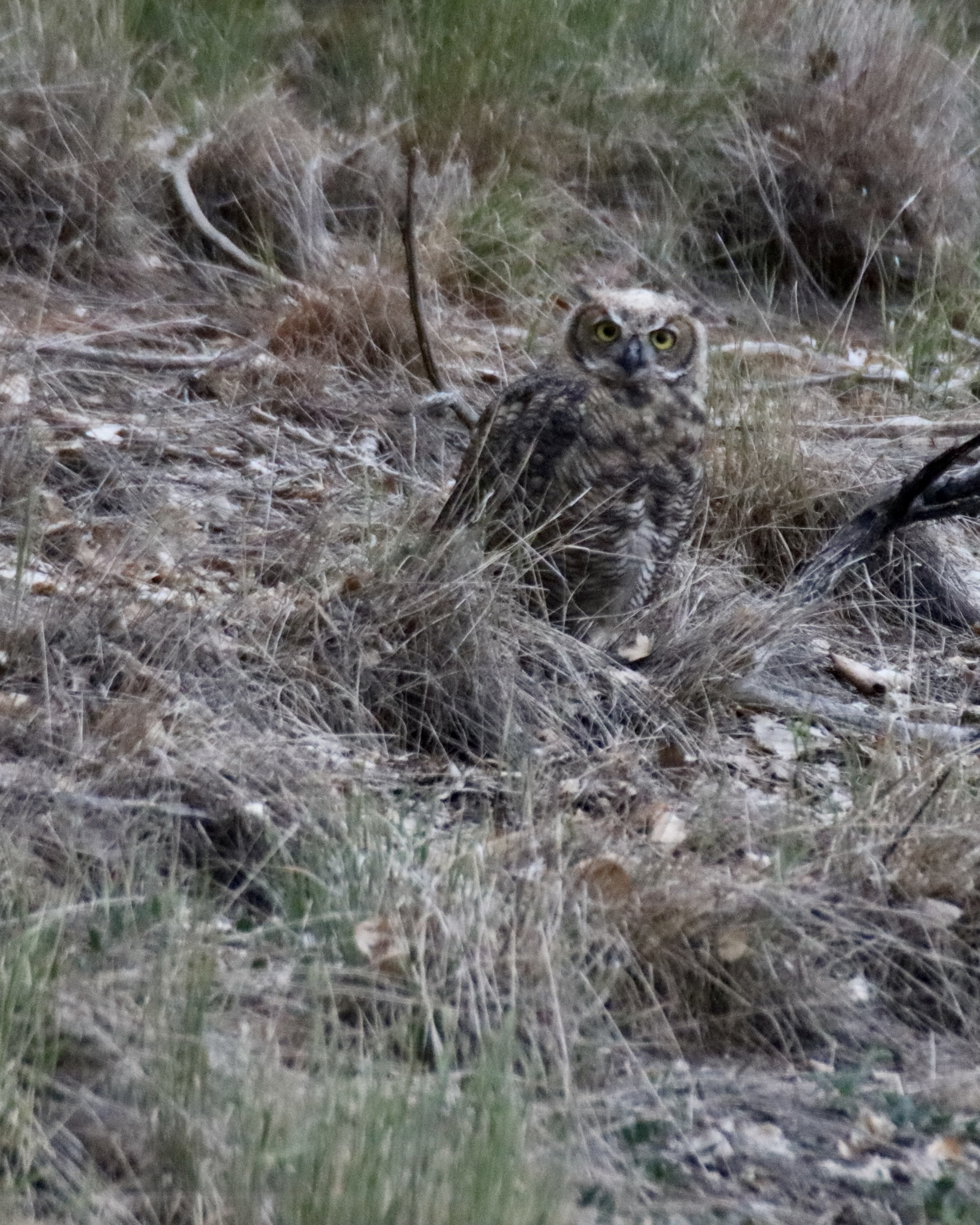 Great Horned Owl - Mama