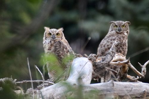 Great Horned Owls - Twins