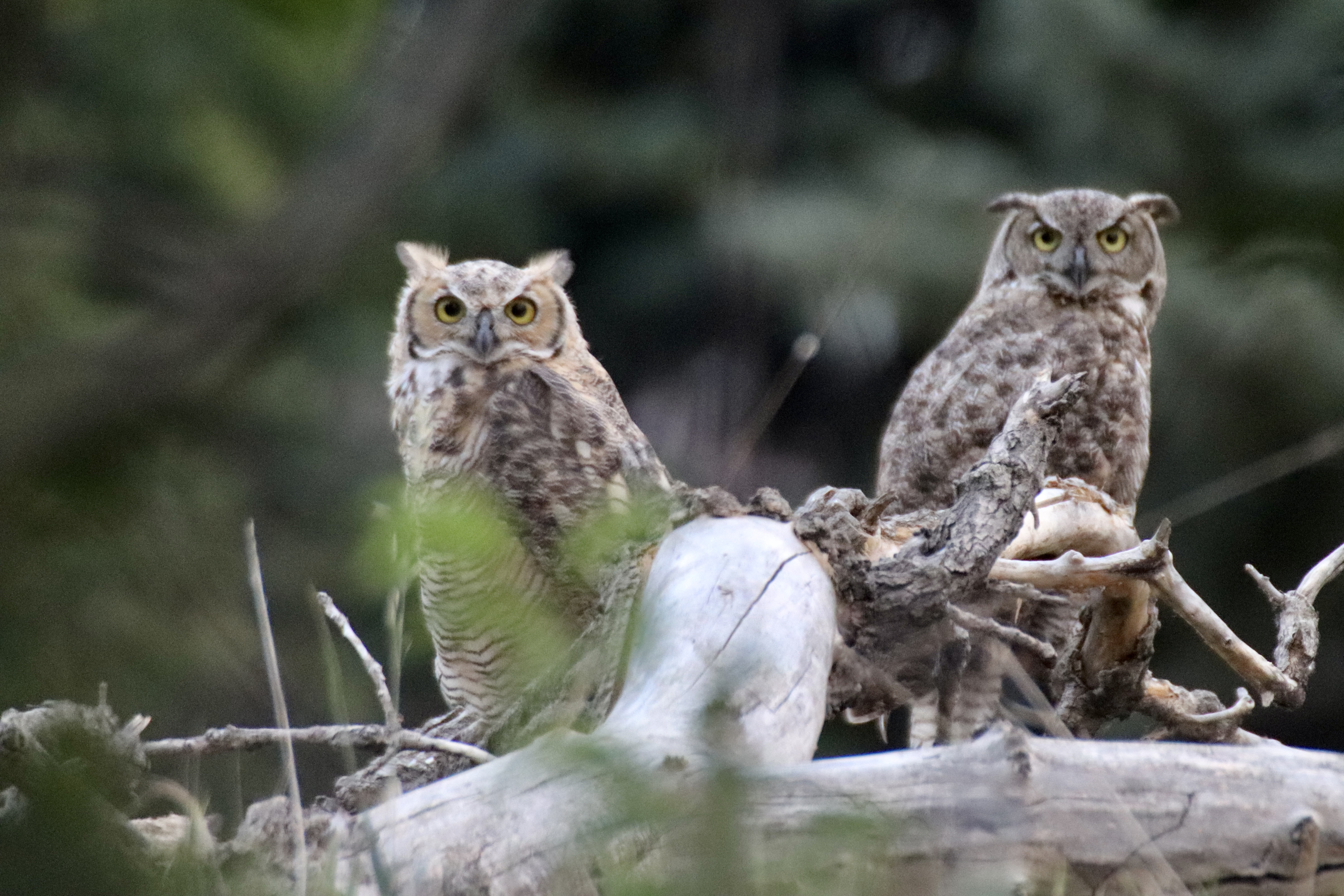 Great Horned Owls - Twins