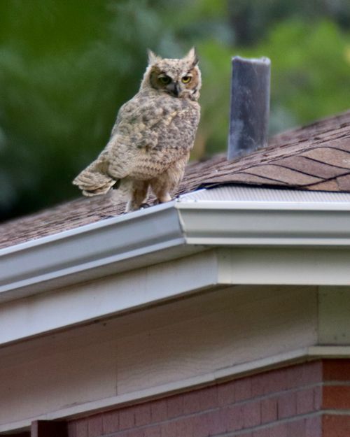 Great Horned Owls - Young