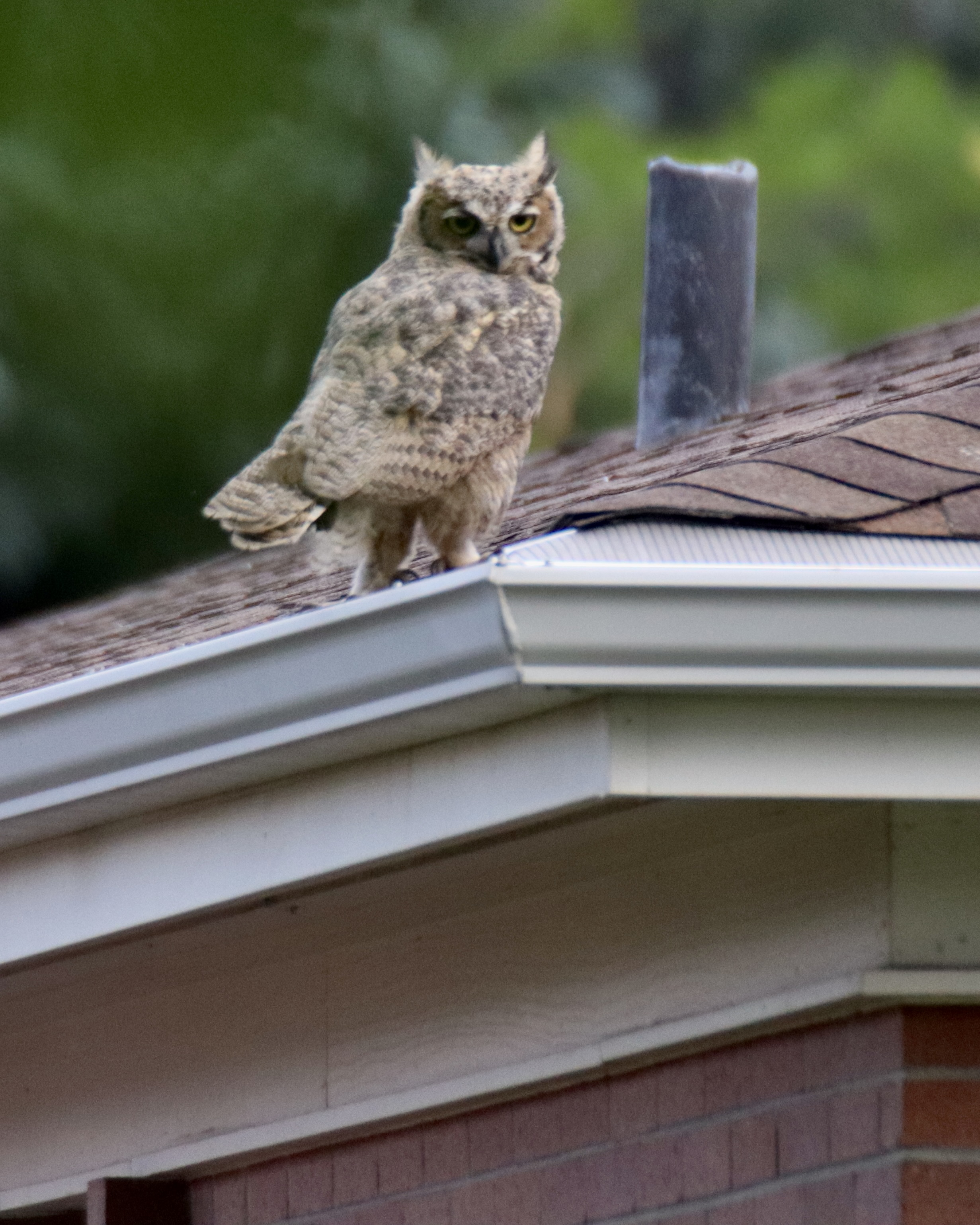 Great Horned Owls - Young