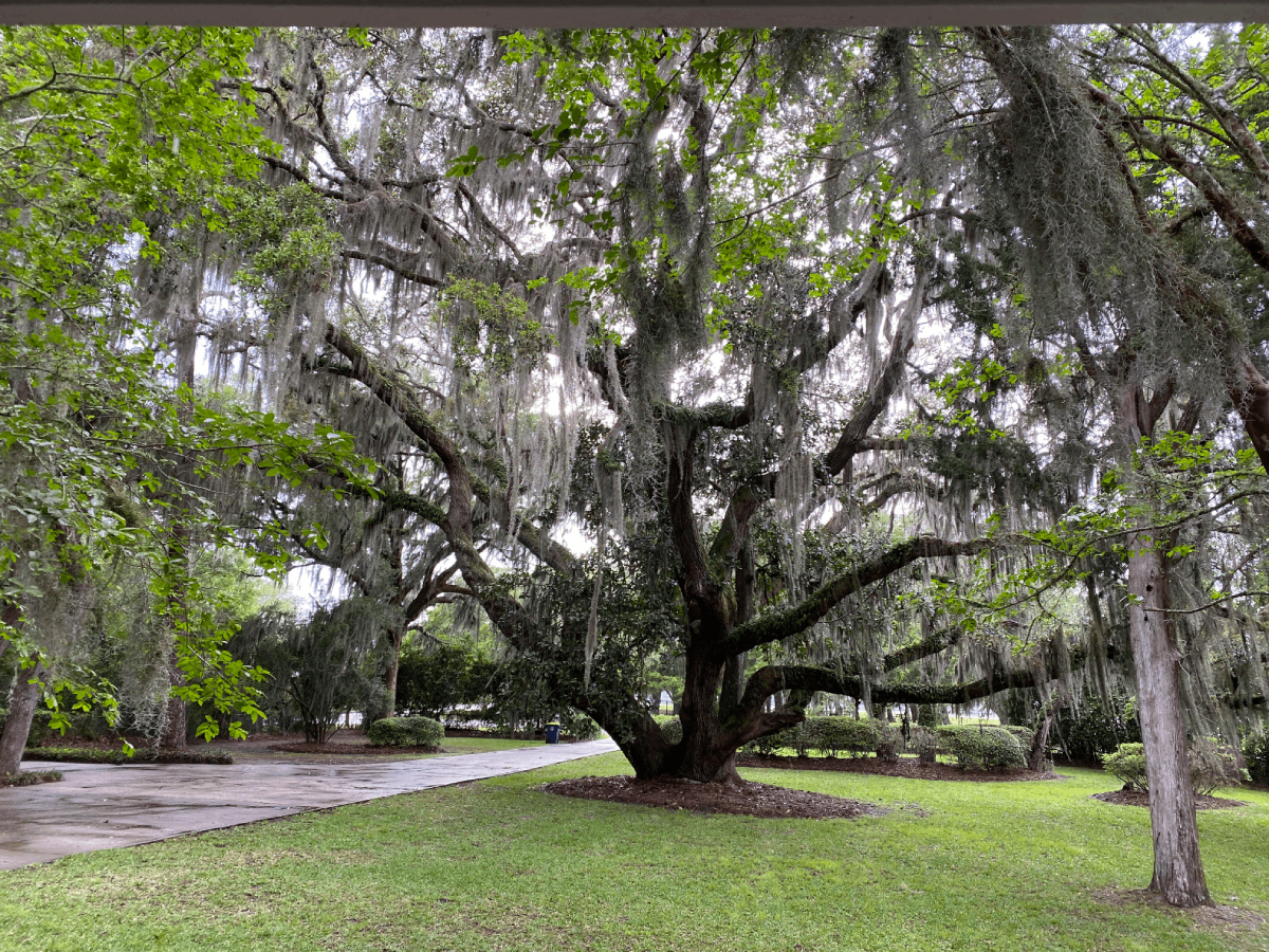 Mature live oak with a full healthy canopy in Sarasota, FL