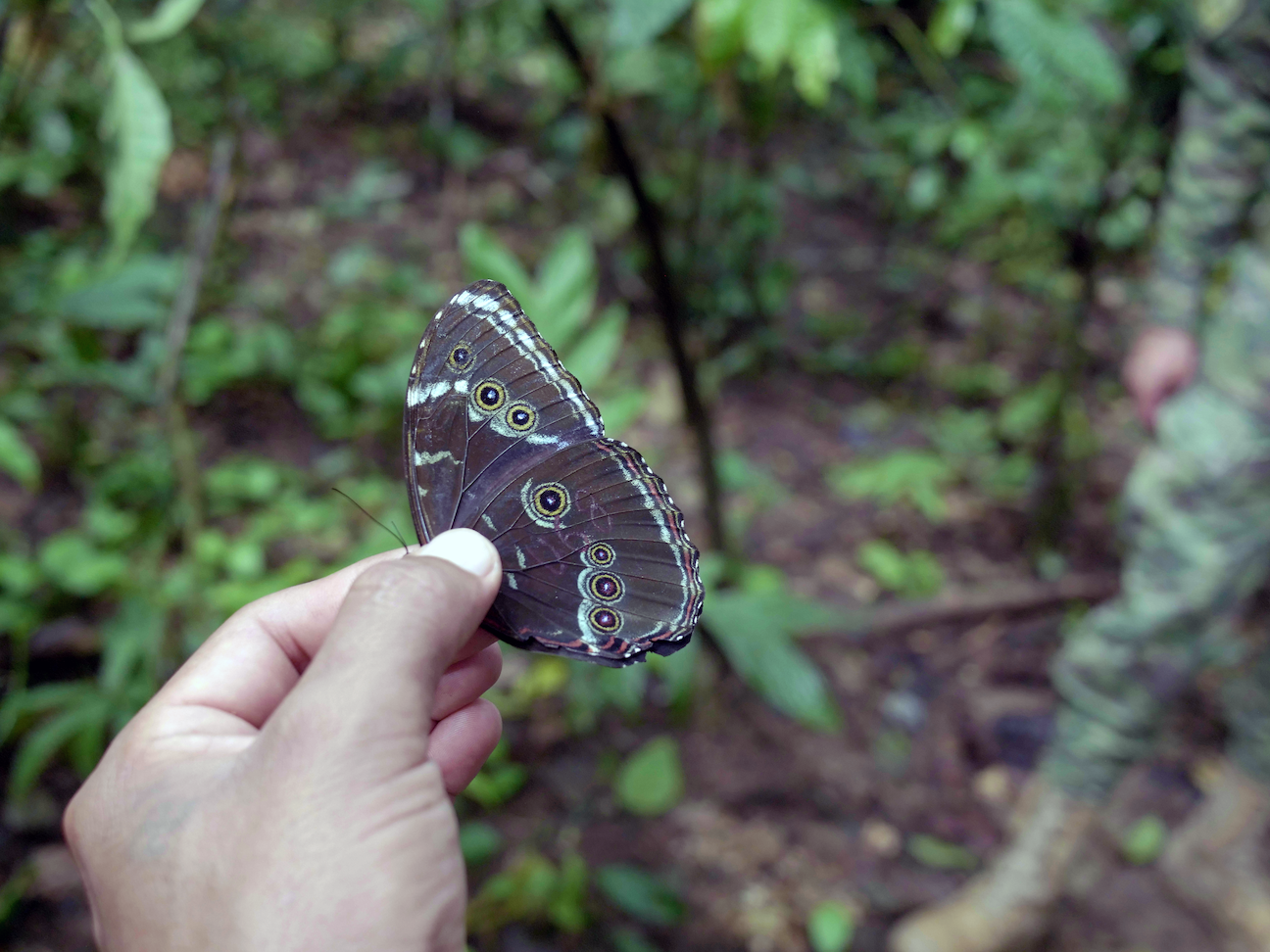Butterfly with Wings Closed
