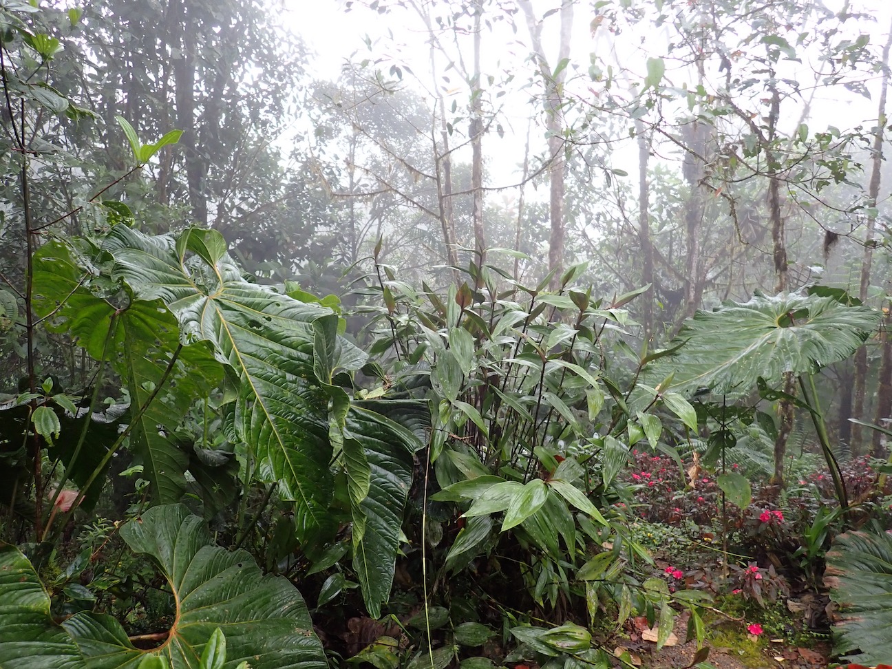 Cloud Forest Photo