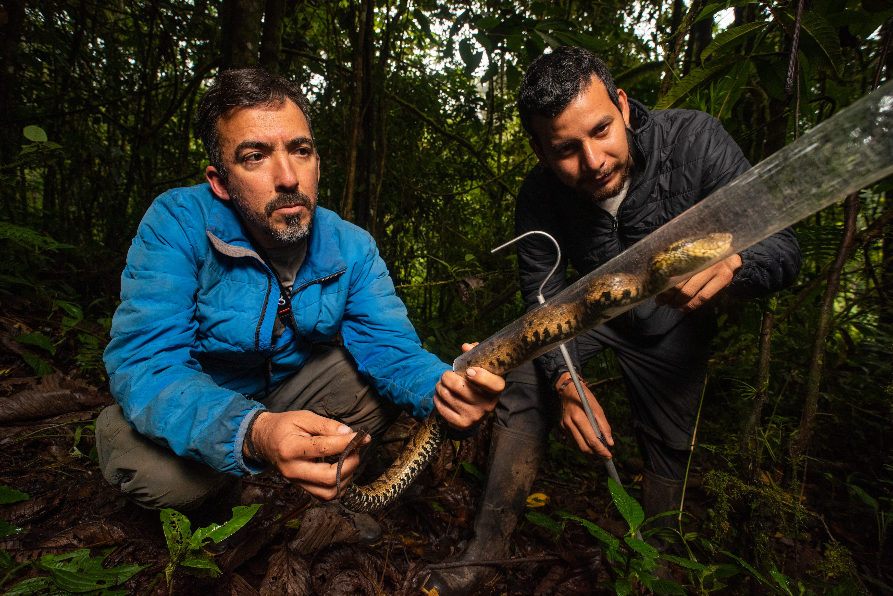 scientist in the forest observing a snake