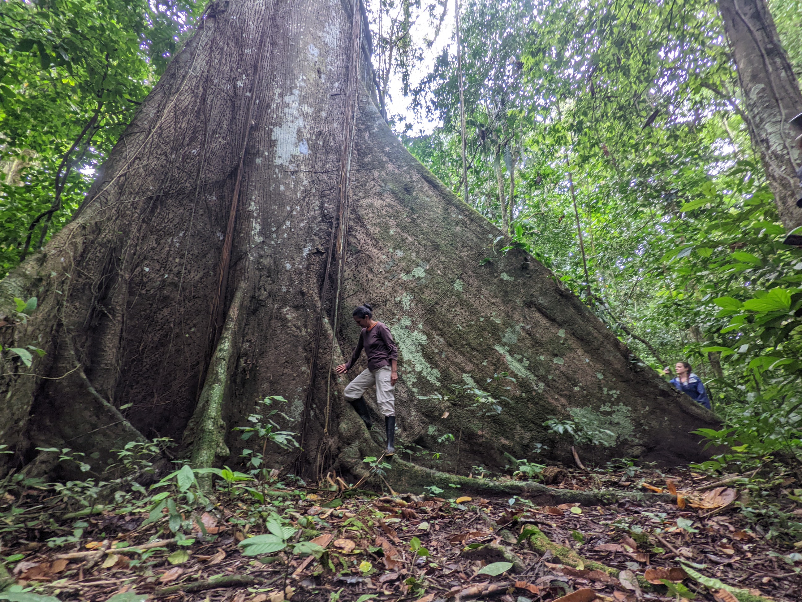 Woman standing near large tree in the rainforest