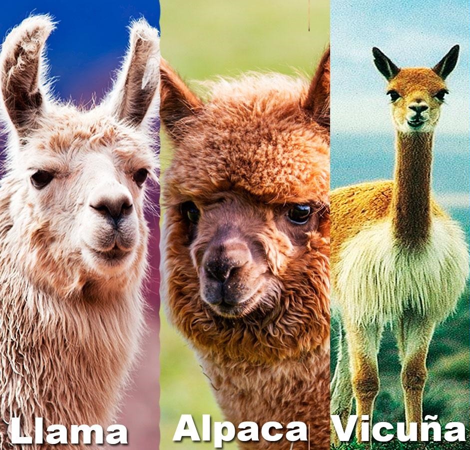 Peru Animals Llama Alpaca Vicuna