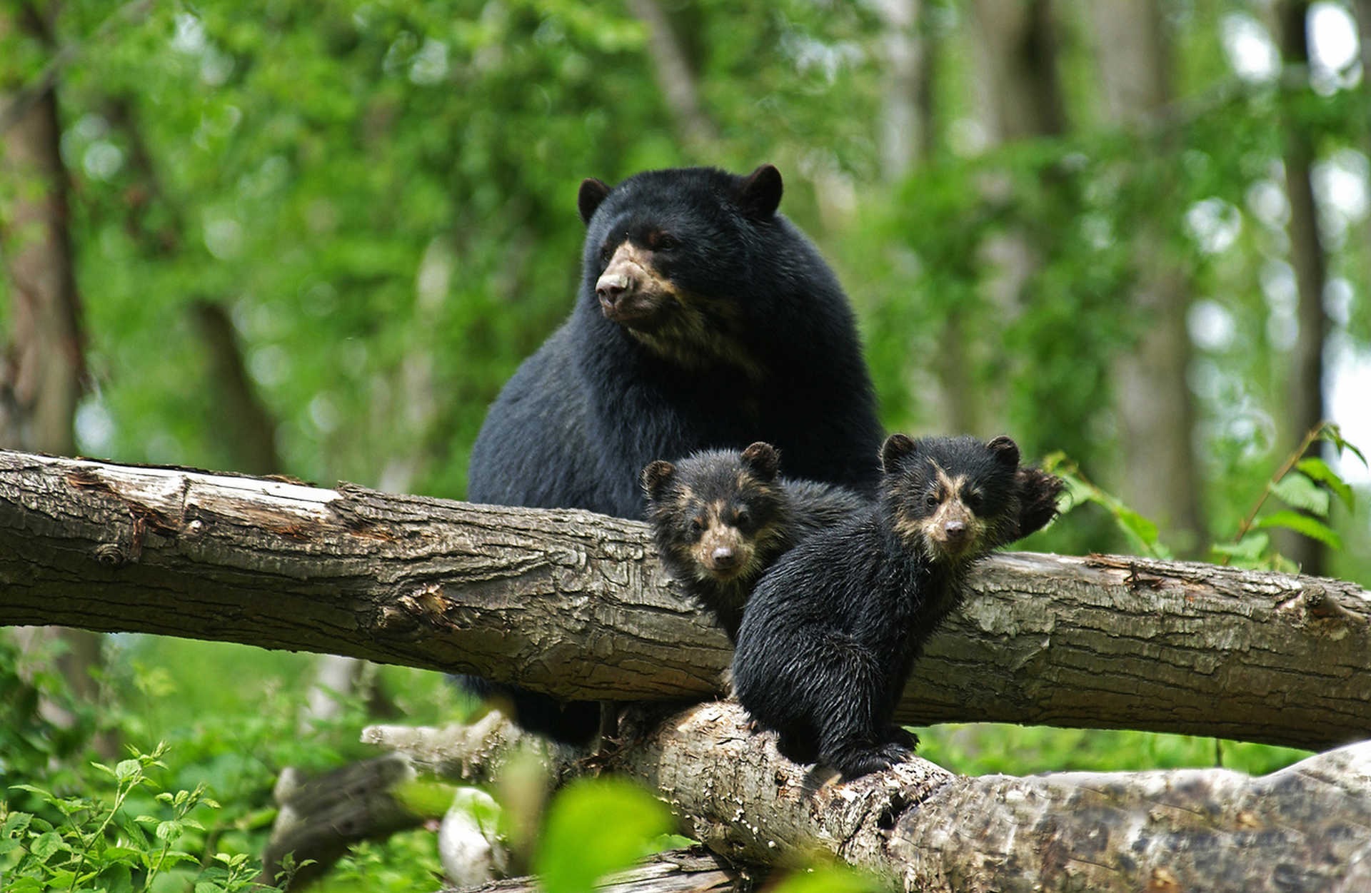 Peru Animals Spectacled Bear