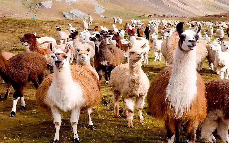 Best Things To Do In Arequipa Peru Mundo Alpaca