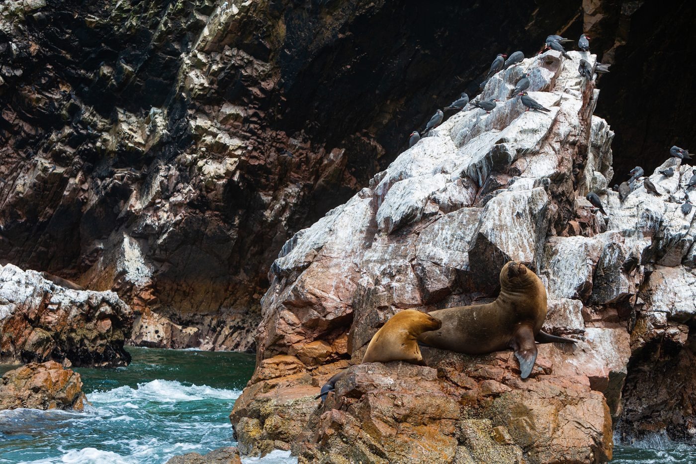 The Ballestas Islands Wildlife