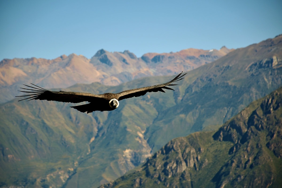 Colca Canyon Condor