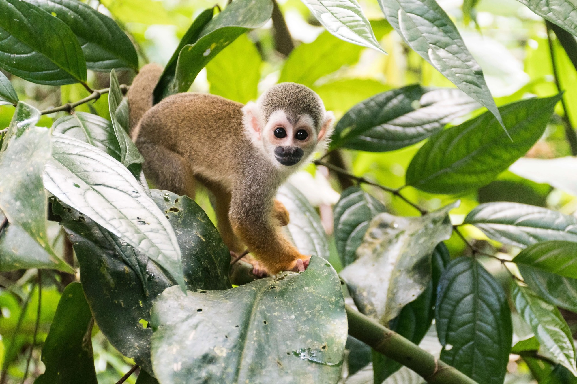 Iquitos Peru Monkey Island
