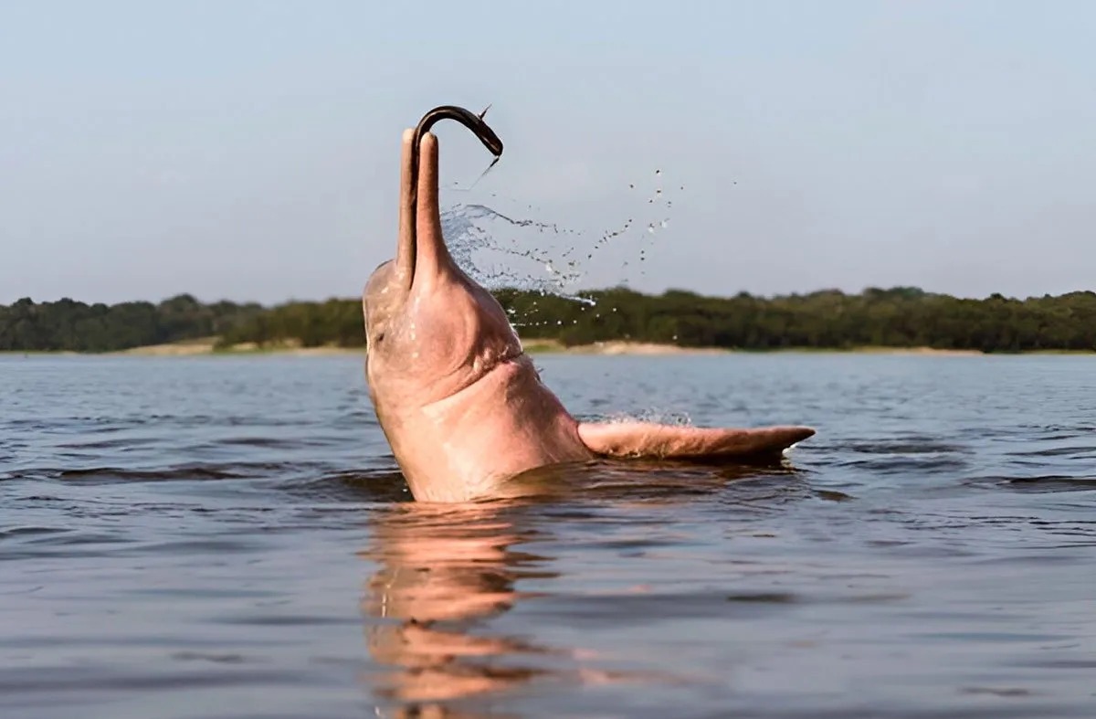 Iquitos Peru Pink River Dolphin