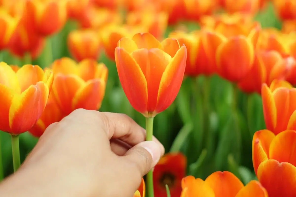 Eine Hand pflückt eine einzelne Tulpe aus einem Blumenmeer.