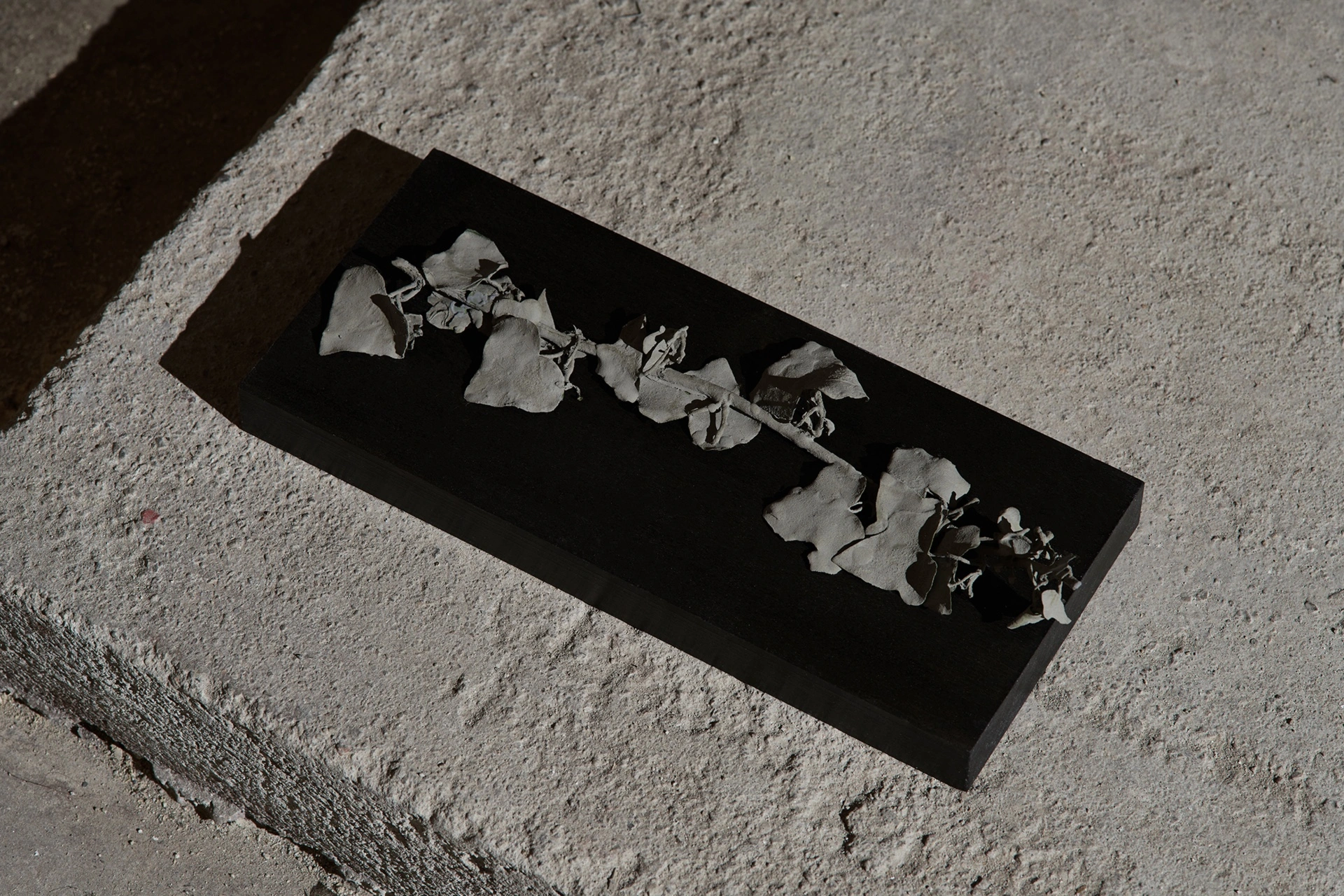 Anzhelika Palyvoda, small black tray with dried grey leaves arranged in a row, placed on rough stone ledge, underground passage, 2026