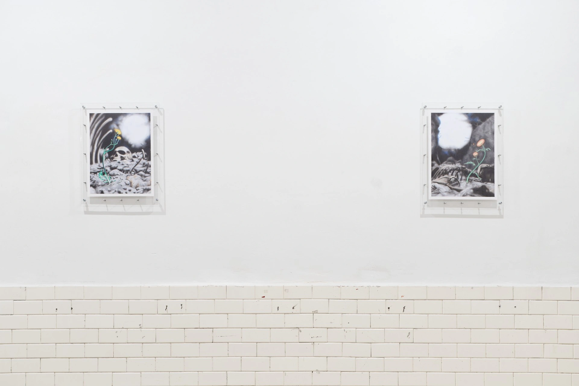 Tristan Gac, two acrylic-sandwich drawings on white wall, dandelion and poppy sprouting from bone-strewn ash beneath a blast flare, over tile