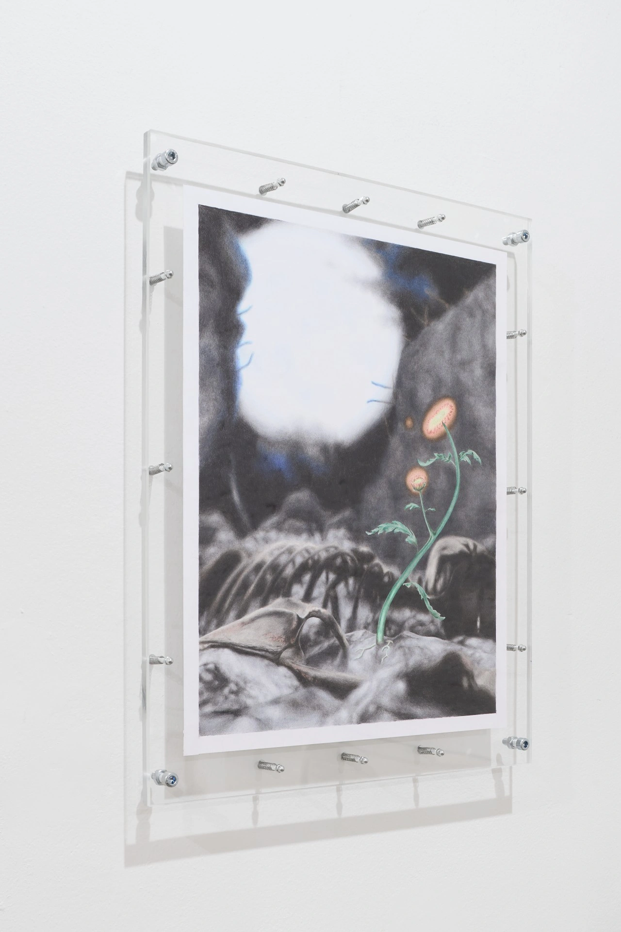 Tristan Gac, acrylic-mounted drawing of a scorched poppy with pink-orange blooms rising over grey debris under a white sun, subway tile below