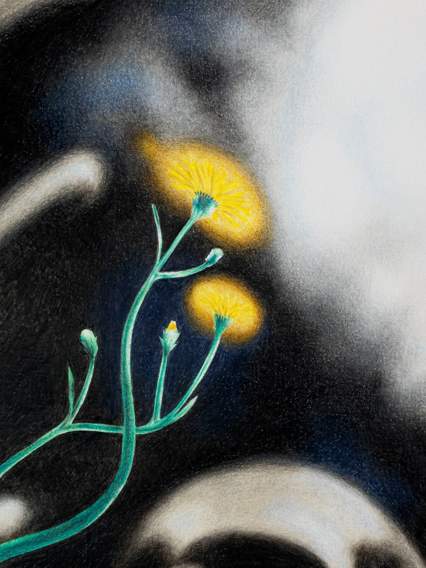 Tristan Gac, detail of colored-pencil dandelion with yellow flowers and teal stem against a dark rendered field, laborious graphite shading