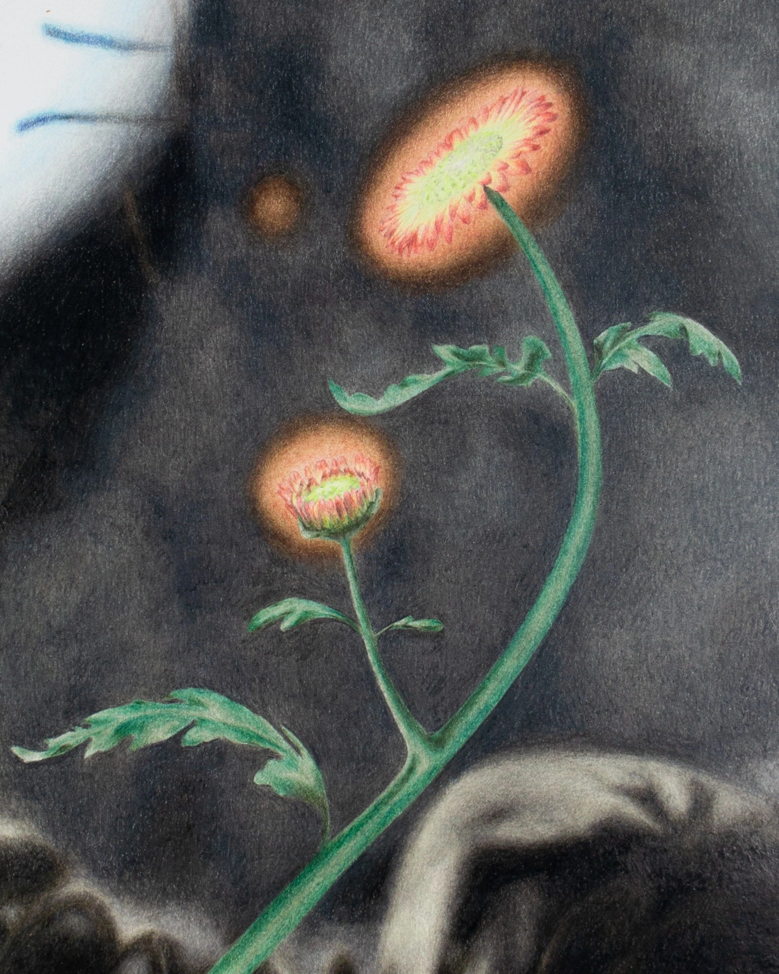 Tristan Gac, close detail of a colored-pencil poppy stem with two glowing red-and-green flower heads against charred grey rubble