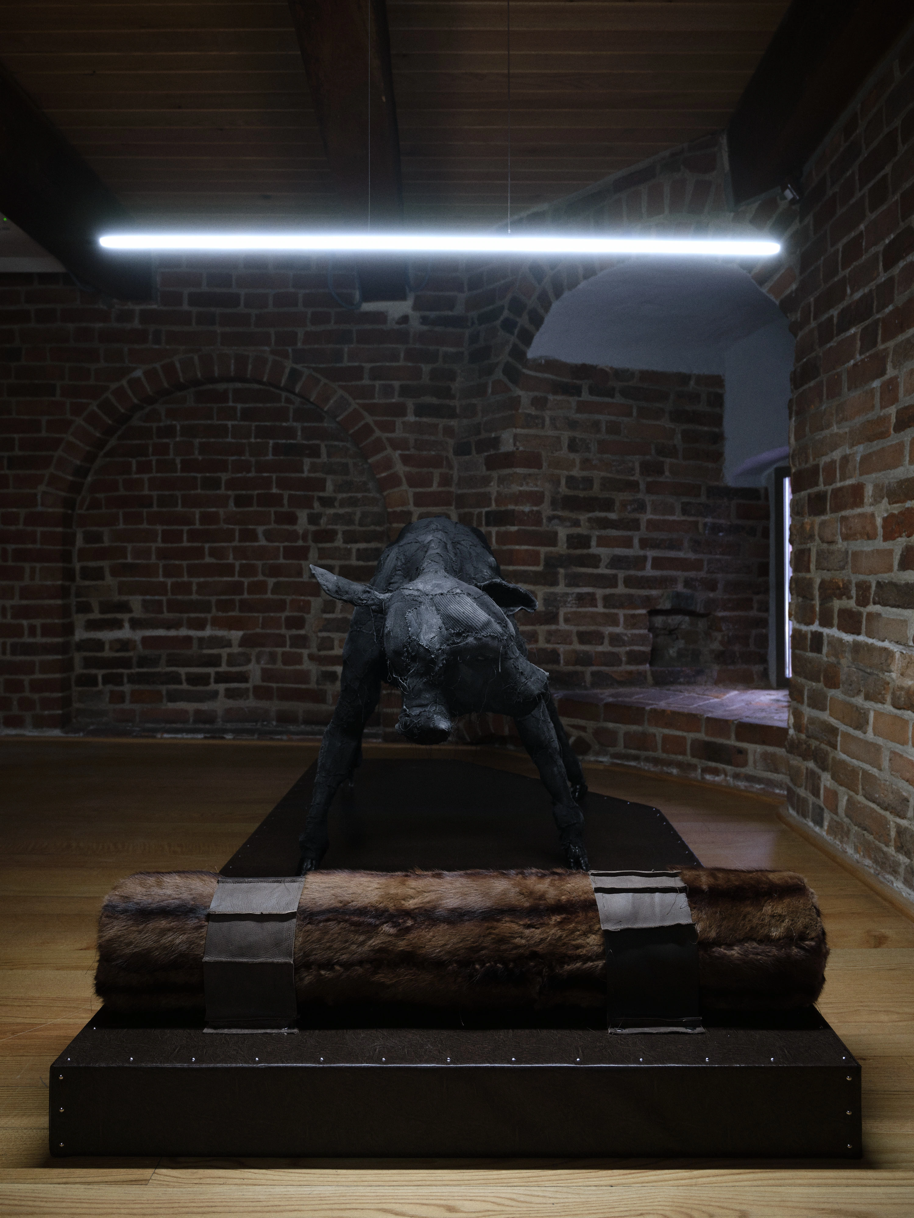 Jan Baszak, Two-Headed Calf seen head on above a rolled fur bolster strapped to a dark platform, one white light bar overhead in a vaulted brick room