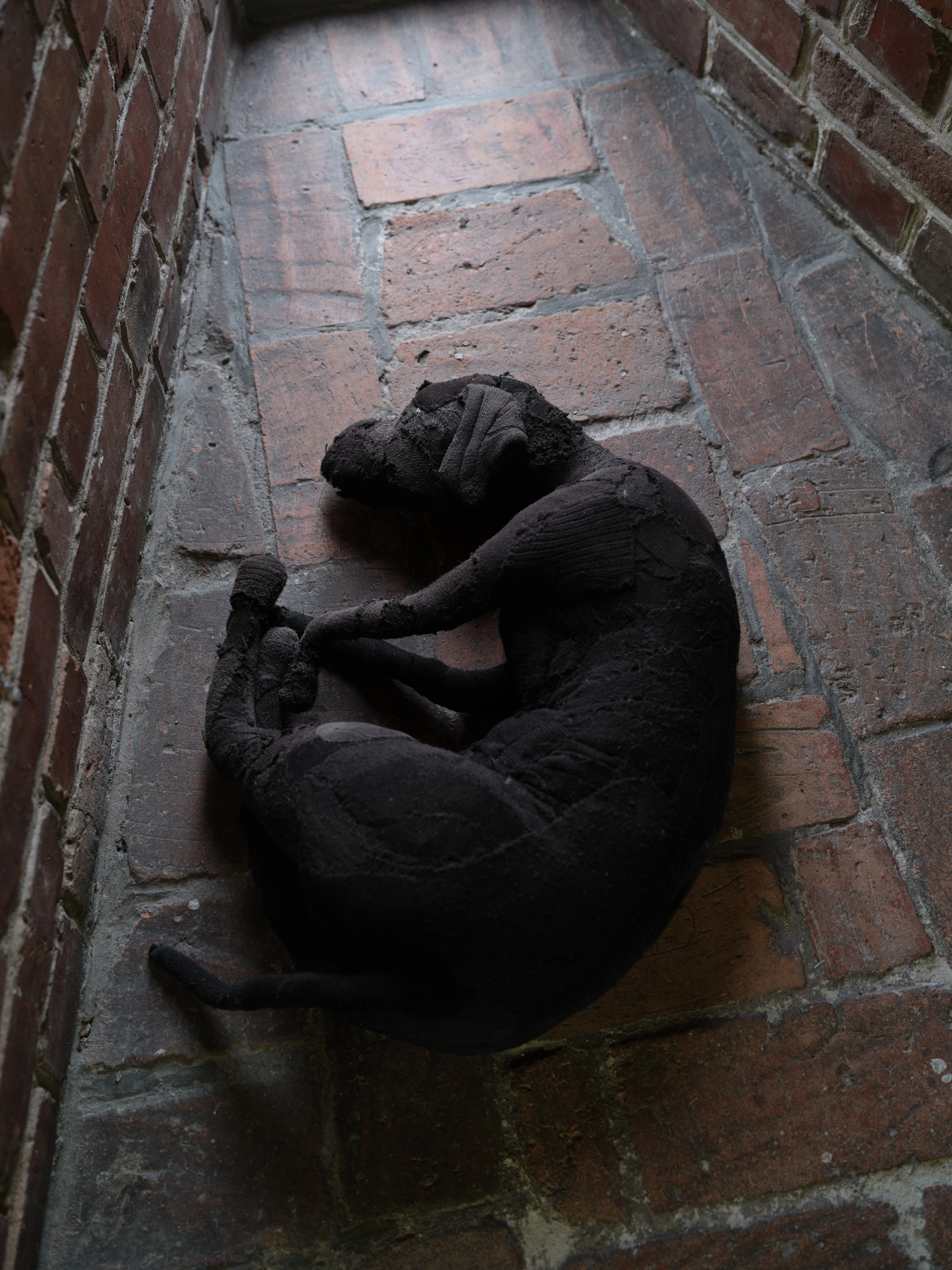 Jan Baszak, Dog seen from above, a black sock textile animal coiled nose to tail with ribbed cuffs visible in its paws, on worn brick paving