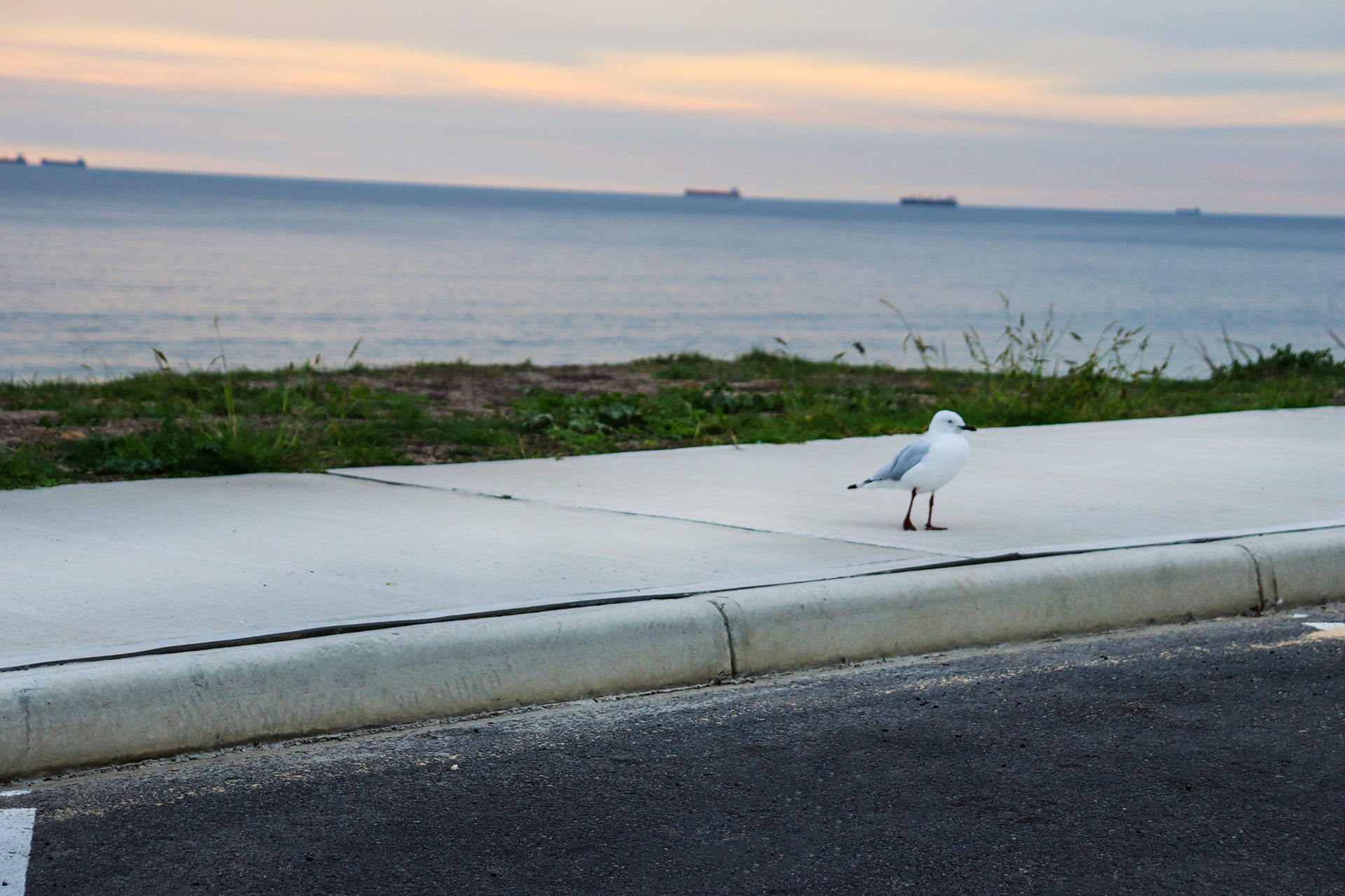 kerbing alongside Ocean Drive, Bunbury. Laid by Jetline