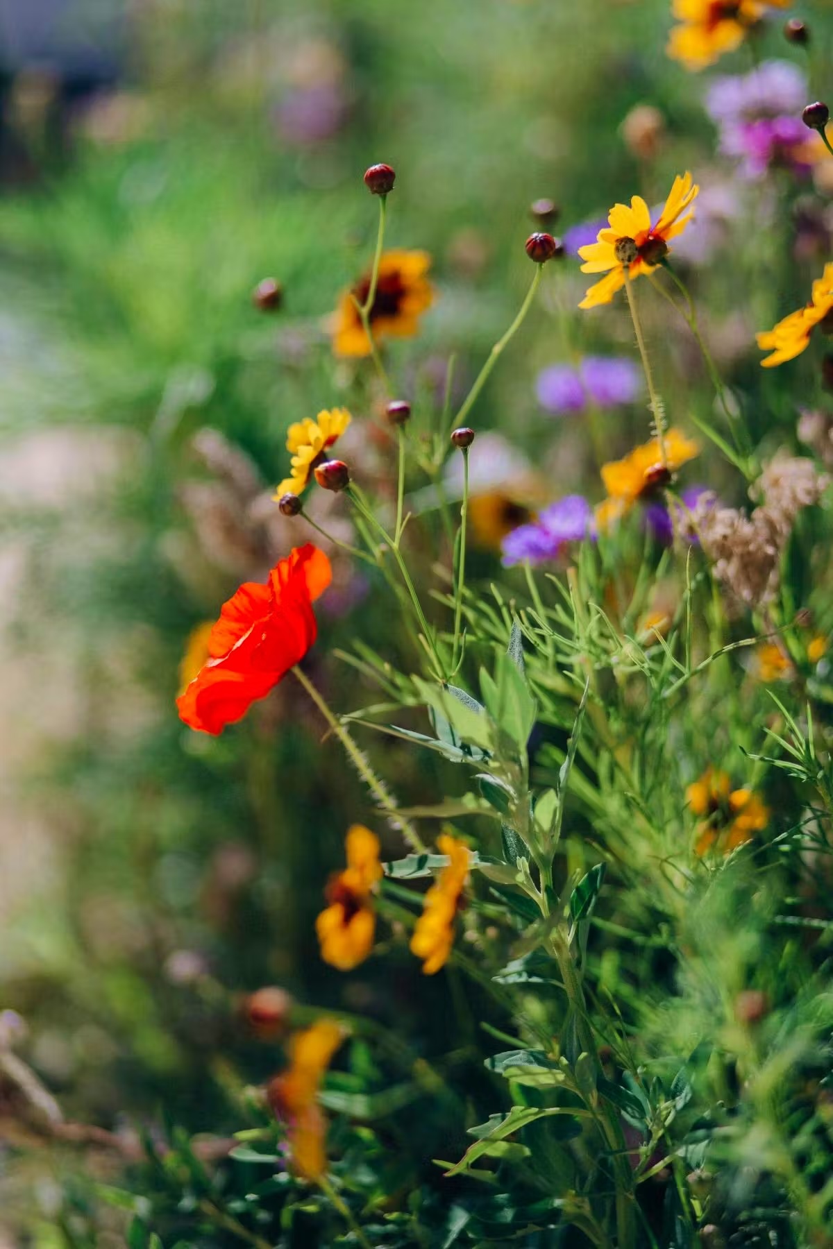 Il seme è fondamentale per un prato ricco di specie: dovrebbe essere composto da fiori selvatici autoctoni e regionali.  Pexels