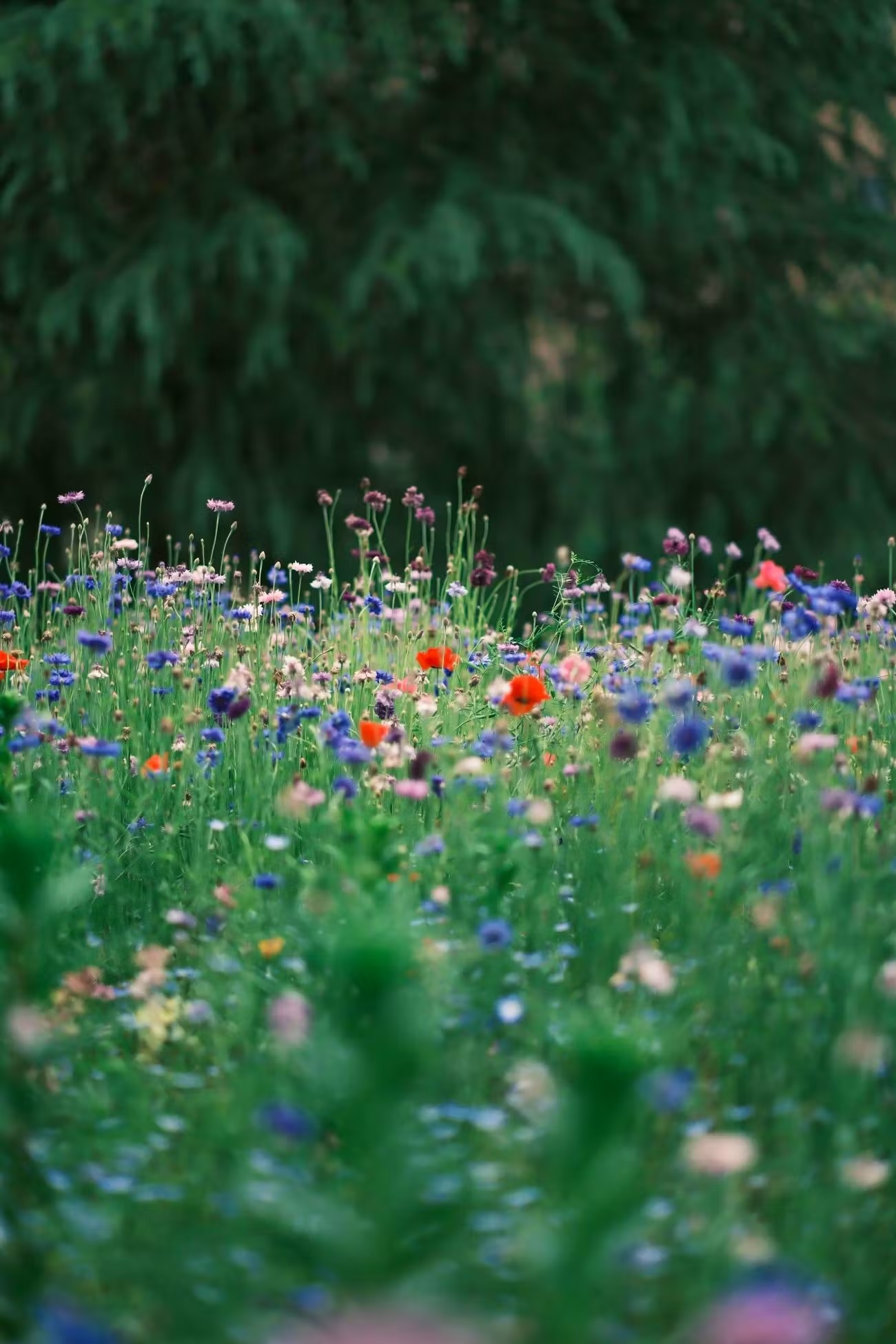 I prati di fiori selvatici costituiscono un habitat vitale per gli impollinatori come api, bombi e farfalle.  Pexels