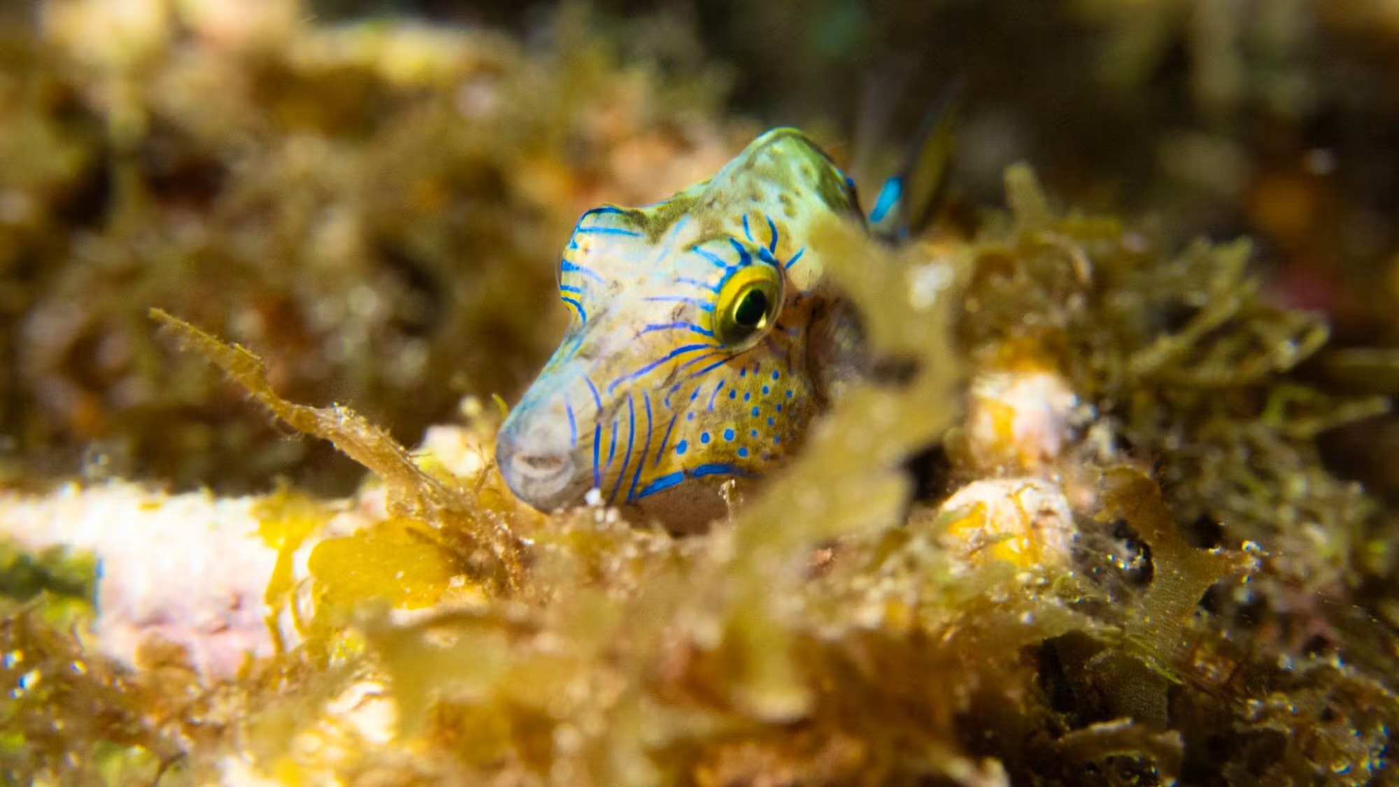 Rrreefs ha installato il suo primo progetto pilota in Colombia nel 2021. Oggi la barriera artificiale ospita pesci, coralli e crostacei. rrreefs