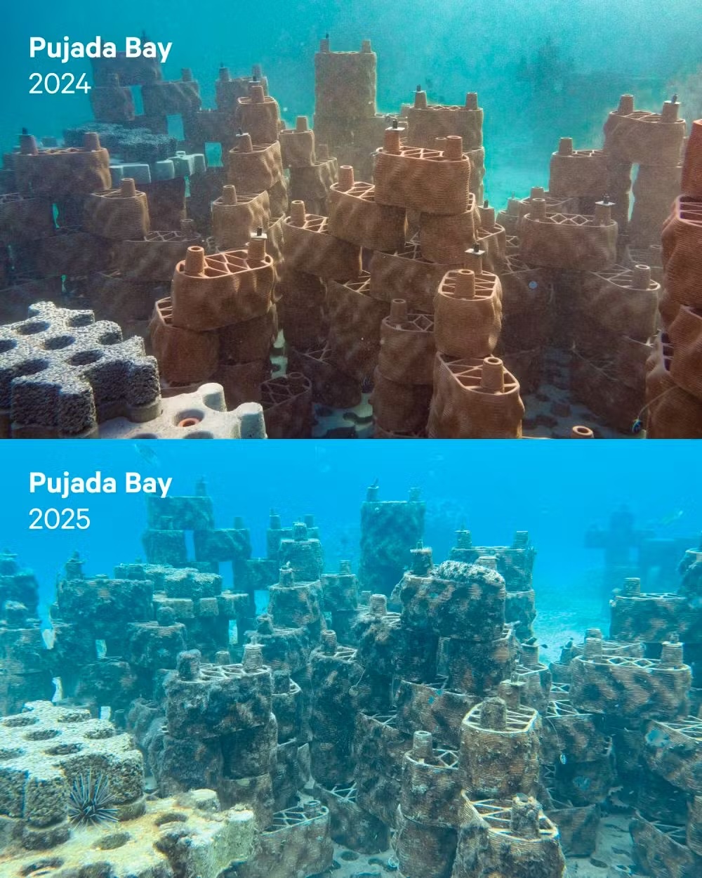 Le prime piante e animali marini si insediano pochi mesi dopo l'installazione delle barriere artificiali, come in questo caso nelle Filippine. rrreefs