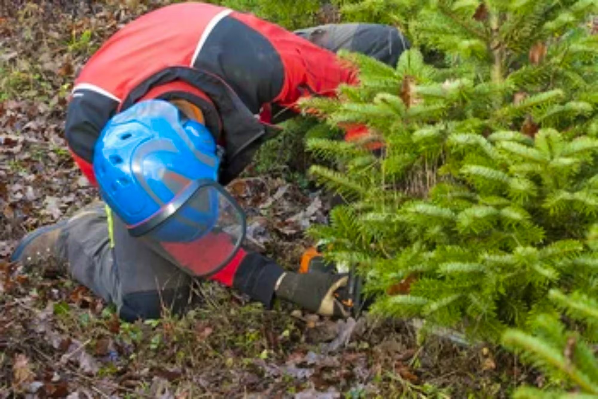 Und ein grosser Teil der Schweizer Tannen stammt aus der Waldpflege: Dabei werden Bäume entfernt, die anderen Platz machen müssten. Das ganz ohne Dünger und Pflanzenschutzmittel.WaldSchweiz