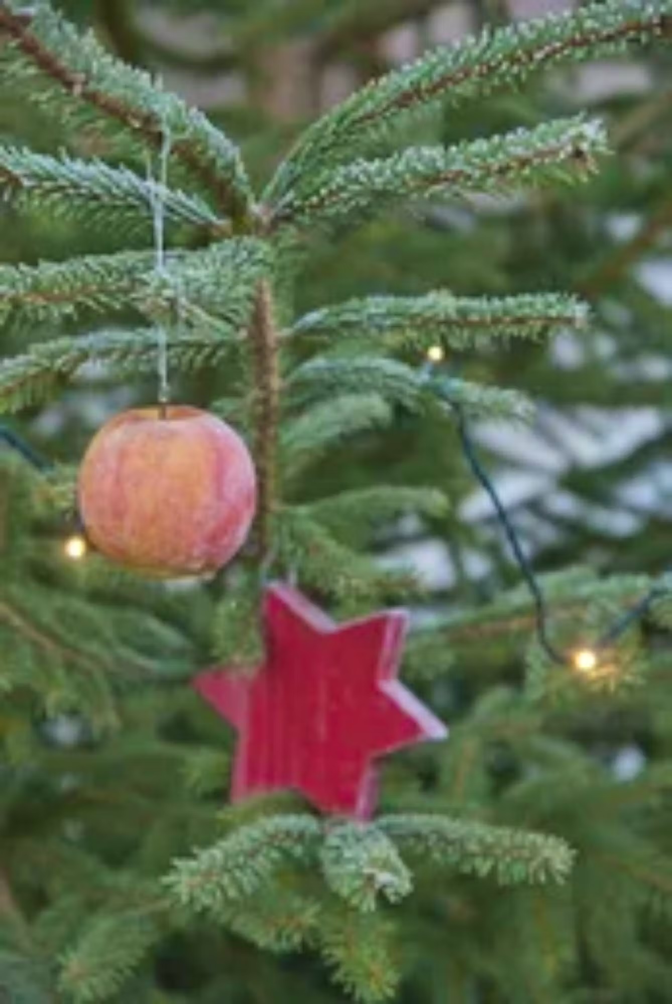 Ein echter Schweizer Baum duftet laut Wald Schweiz intensiver und wird erst kurz vor Weihnachten geschlagen, ganz anders als importierte Tannen aus intensiven Plantagen.WaldSchweiz