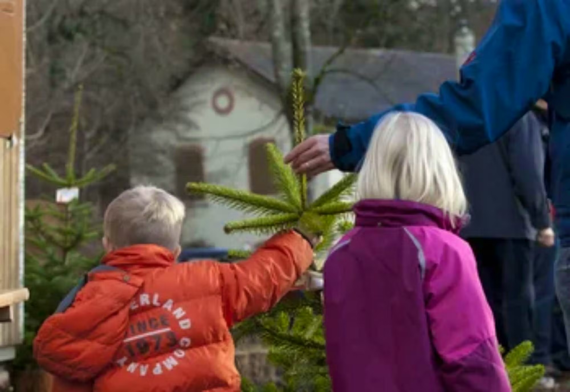 Rund die Hälfte aller Weihnachtsbäume kommt aus der Schweiz: Viele Familien holen ihren Baum direkt beim lokalen Forstbetrieb.WaldSchweiz