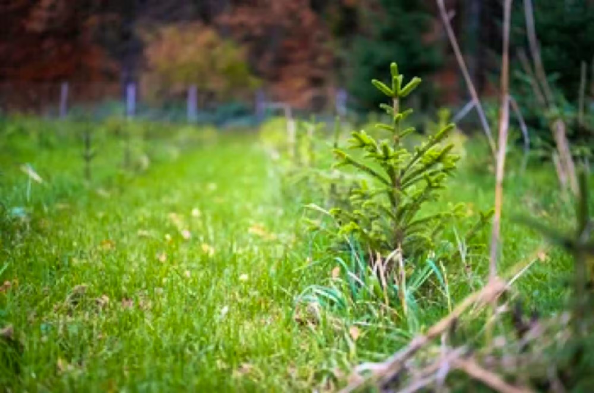 Einheimische Weihnachtsbäume wachsen meist in extensiv bewirtschafteten Kulturen auf Landwirtschaftsland ohne Pestizide und mit viel Handarbeit.WaldSchweiz