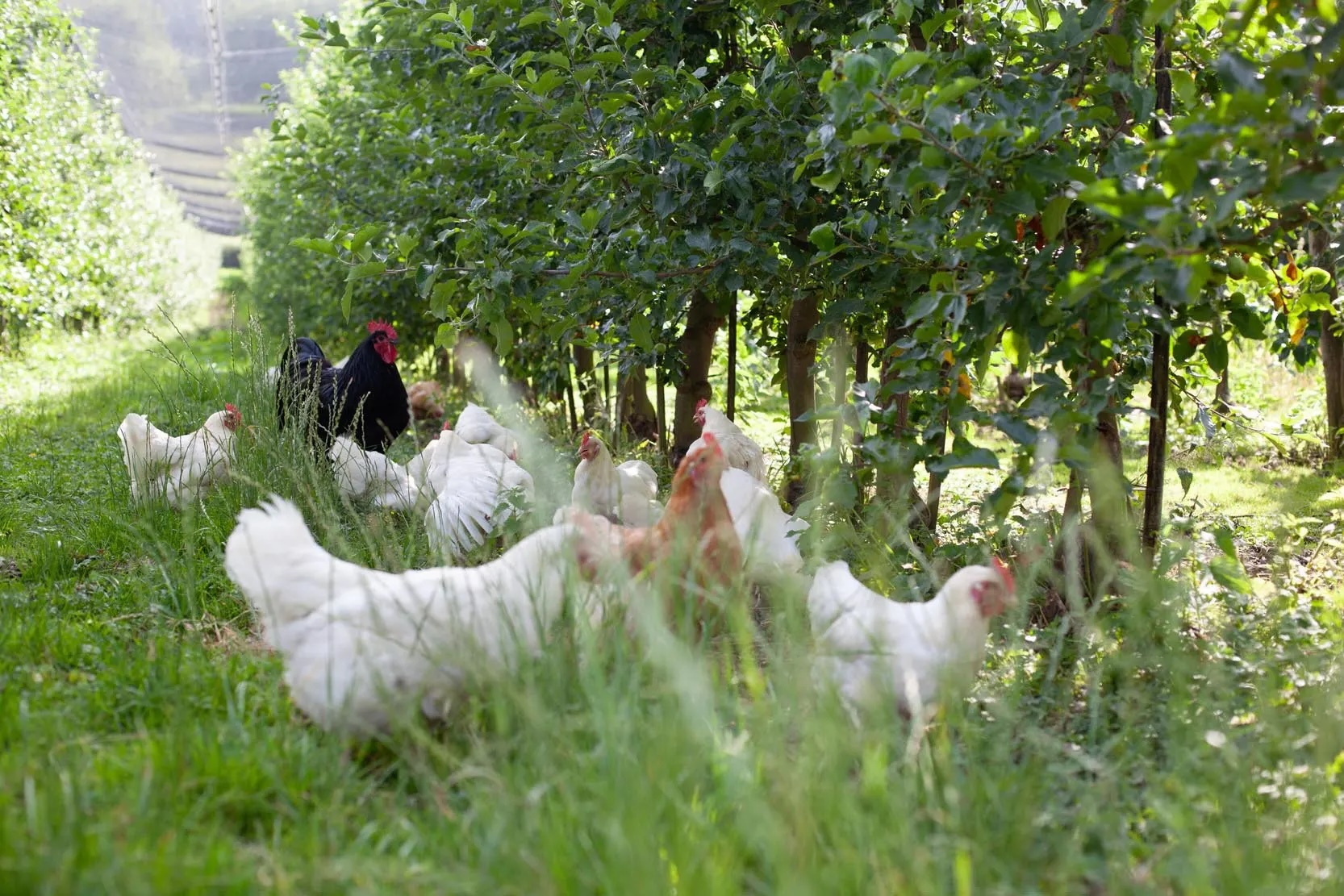 Auch die Hühner werden von allen gemeinsam betreut. Foto: Stephanie Grubenmann