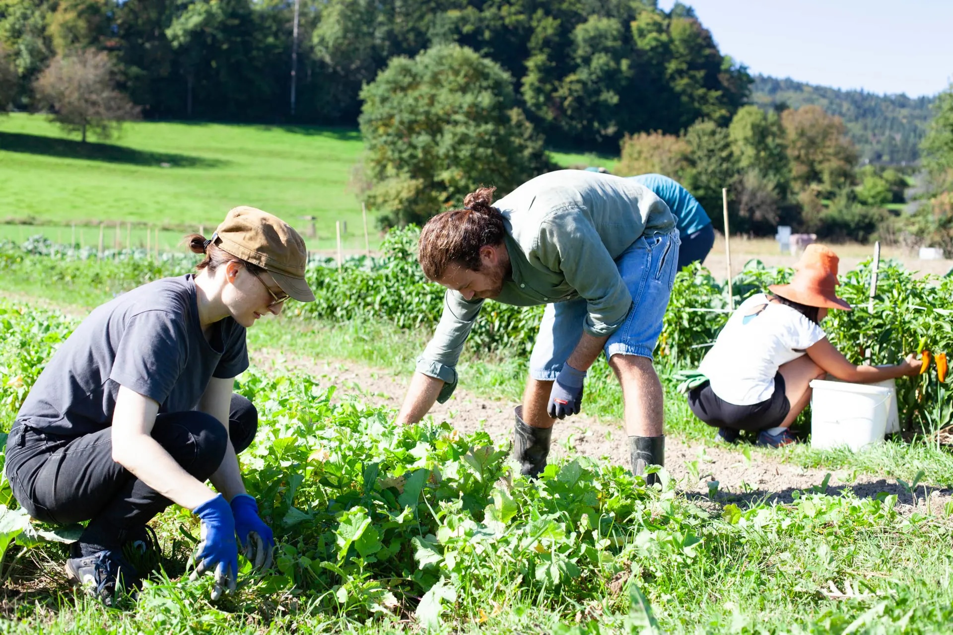 Die Mitarbeit ist ein wichtiger Bestandteil der solidarischen Landwirtschaft. Foto: Stephanie Grubenmann