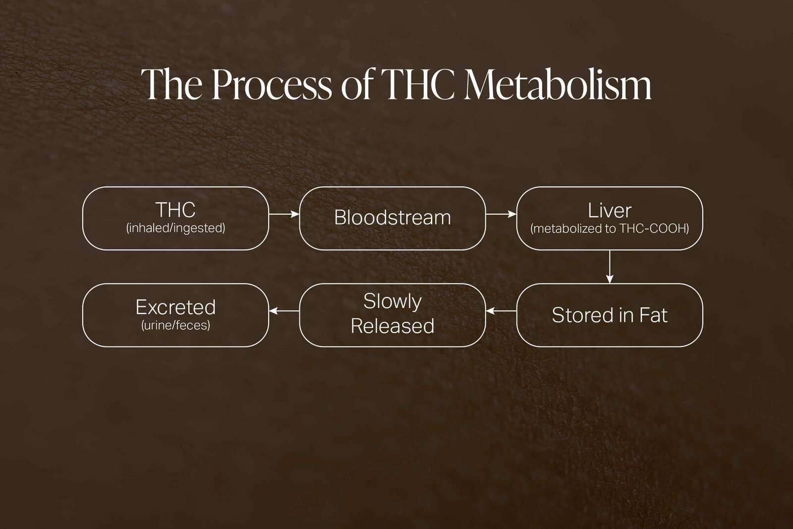 The process of THC Matabolism