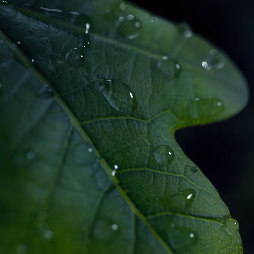 feuille avec gouttes d'eau effets spéciaux 3D Adeo
