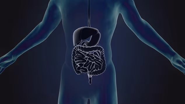 Corps humain microbiote 3D