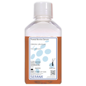 Fetal Bovine Serum - Heat Inactivated
