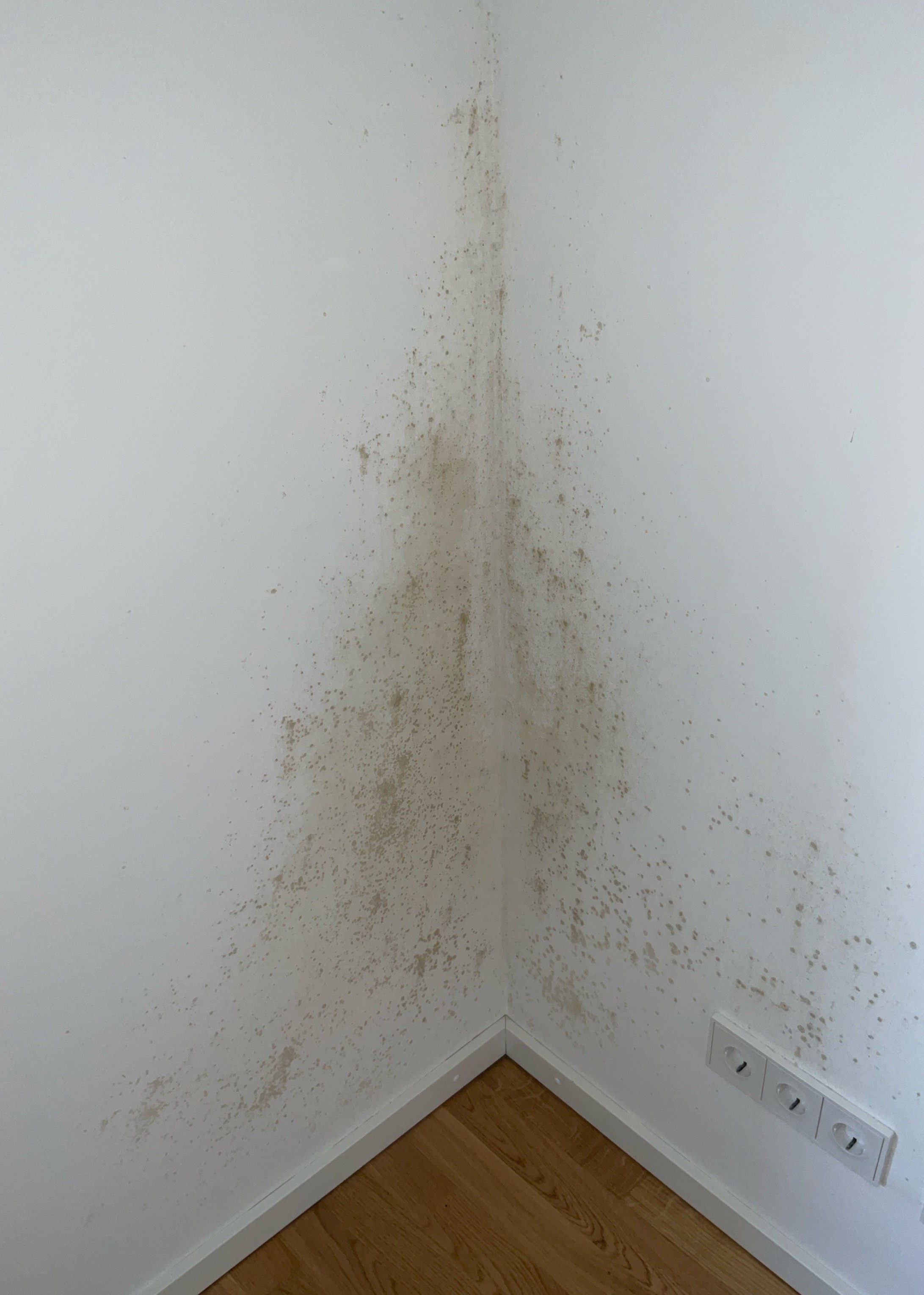 Schimmelbefall in einer Zimmerecke