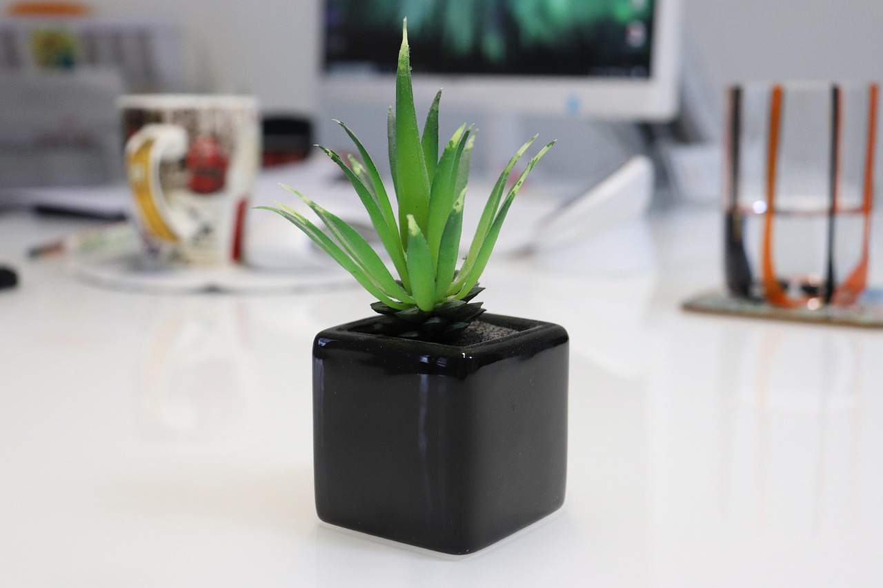 mini desk plant