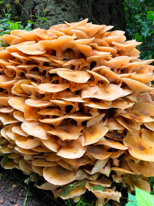 FESTIVE FORAGING: Foraging Workshop in Glastonbury